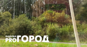 В селе под Ярославлем егеря взяли под охрану улицы из-за дикого медведя