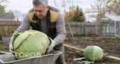 Выбираю 4 сорта капусты с кочанами по 12 килограммов: один такой вилок квашу всю зиму без лишних хлопот