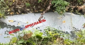 В Ярославле экологи подтвердили масштабное загрязнение реки Толгоболки ядовитыми стоками