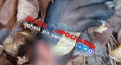 Отрезанная лапа на пляже микрорайона Резинотехника перепугала ярославцев