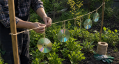 Скупаю CD-диски сотнями, хотя нет плеера: тащу на дачу и из блестящего пластика делаю классные штуки 