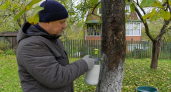 Осенняя обработка сада идет насмарку: три частые ошибки, которые лишают вас будущего урожая яблок и груш