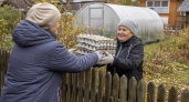 Выпрашиваю яичные лотки по всей родне: картонные «соты» превращаю в дорожки, грядки и полезные вещи для погреба