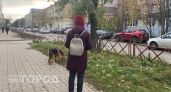 На Суздалке ярославцы разыскивают очевидцев нападения собаки на девушку