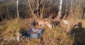 Семерых щенков оставили без воды между рельсами и крематорием в Ярославской области