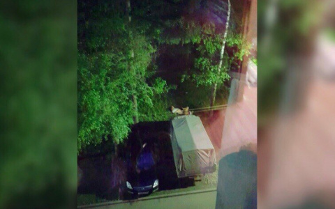 Ярославцы устроили секс-марафон на газоне в центре города: кадры