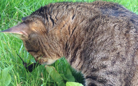 Советы ветеринара: как спасти кошку от трех напастей лета