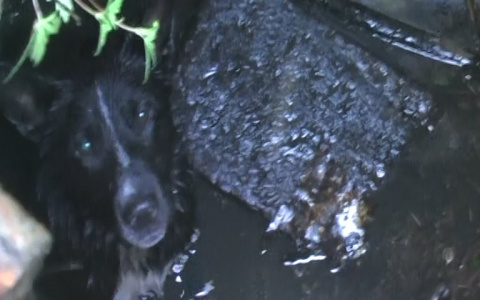 В Ярославле собака провалилась в канализацию: фото спасательной операции