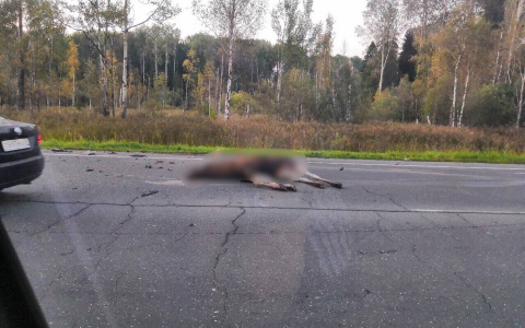 Машина превратилась в груду железа: под Ярославлем сбили лося. Фото