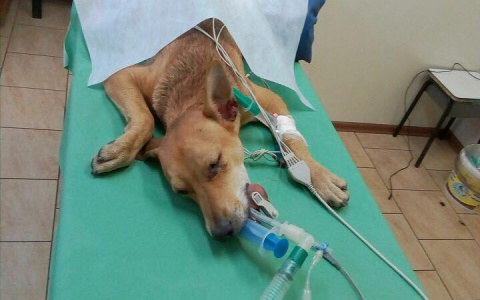 Слезы умирающего сбитого пса: в Ярославле хозяин бросил на дороге