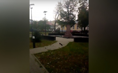 Новый скандал в Ярославле: сквер отремонтировали пластиковыми ведерками. Видео