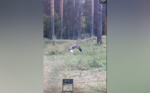 В  ярославском парке заметили хищную птицу: видео