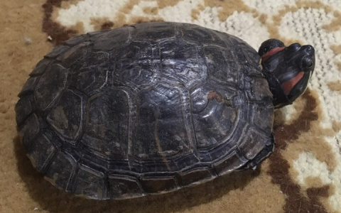 Спасенная из ярославского пруда больная черепаха ищет дом