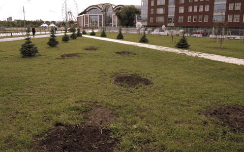 В центре Ярославля пропало 30 деревьев: в городе ищут воров
