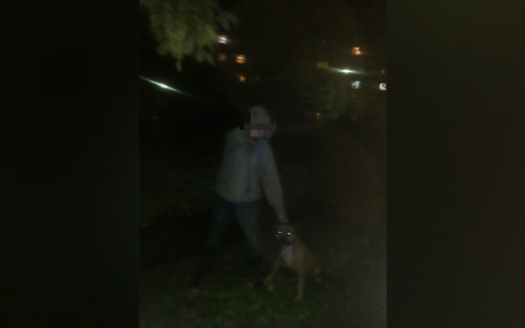 Бойцовских собак натравливают на людей с животными в Ярославле. Кадры