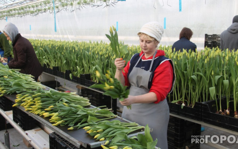 В Ярославле высадят десятки тысяч тюльпанов