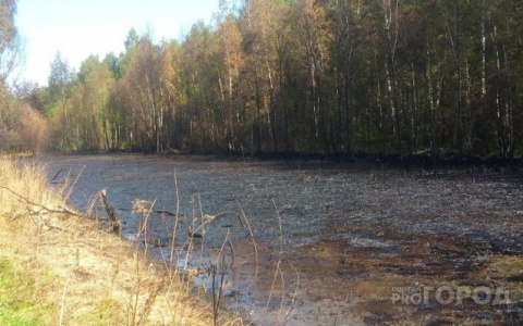 ЧП в Ярославле: огромную площадь уничтожили нефтью