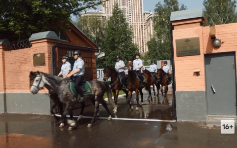 В Ярославле появится парковка для лошадей: а людей будут штрафовать