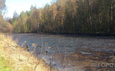 Испорчены вода и почва: в Ярославле нашли причину загрязнения озера нефтью