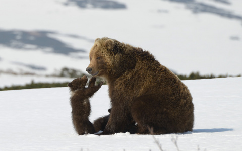 Киномакс покажет фильм «Медведи Камчатки. Начало жизни»