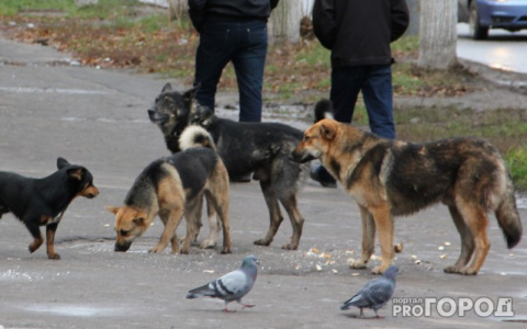 Бешеная собака напала на хозяев: ярославцы опасаются за своих питомцев