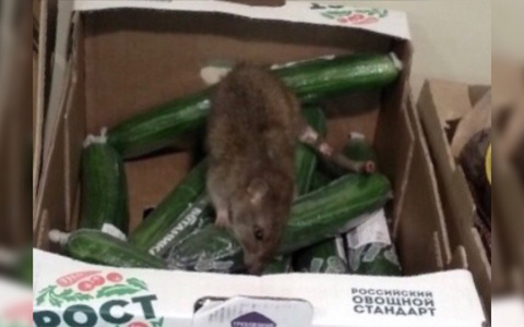 Дикие крысы выживают покупателей из магазинов: кадры из Ярославля