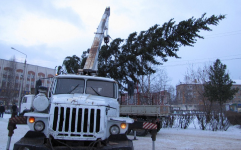 После праздников "Елкомобиль" соберет хвойные деревья с улиц Ярославля