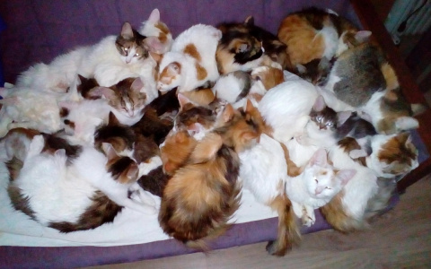 Двадцать кошек из мешка приютила семья из Ярославля
