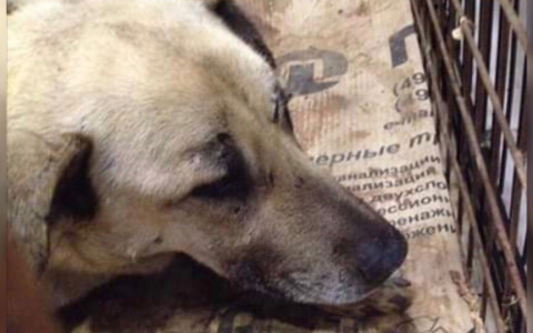Жертва поезда: раненный пес нуждается в помощи ярославцев