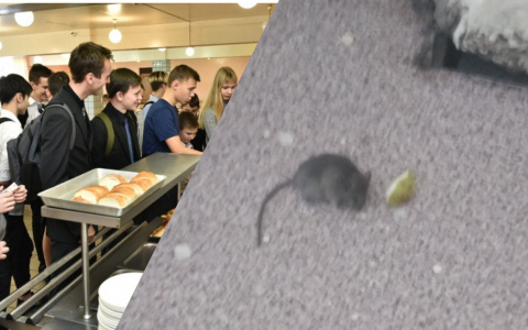 Мыши в школьной столовой напугали детей в Ярославле. Кадры
