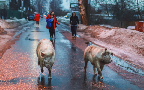 Новый тренд: огромные хряки гуляют вместе с собаками по Ярославлю