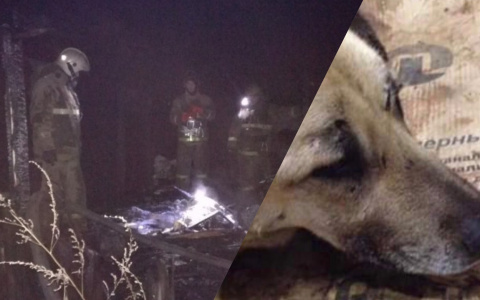 В Ярославле пес сутками на пепелище ждет погибшего хозяина