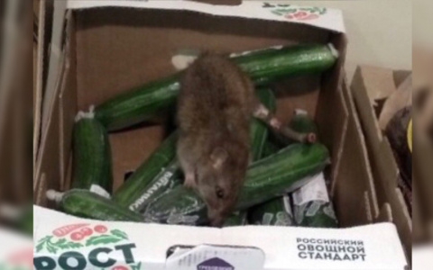 Крысы атакуют дома и топчутся по прилавкам: ярославцы в шоке от увиденного