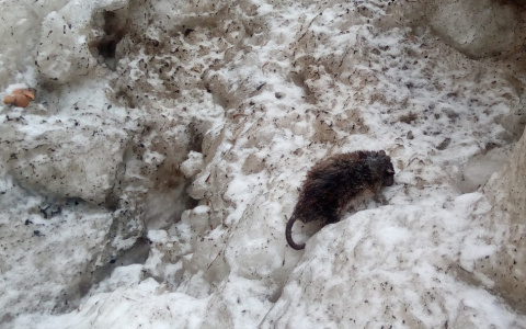 Нашествие крыс: грызуны бросаются под колеса авто в Ярославле