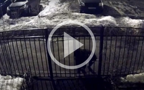 Вооруженный палкой похититель ковров попал на видео в Ярославле