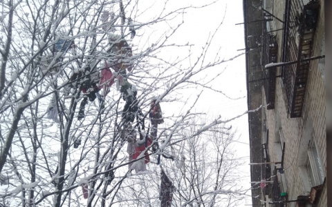 Тряпичное дерево удивило жителей: фото из Ярославля