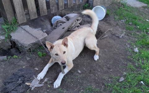 Прикована на цепь без еды и воды: хозяева бросили пса на пепелище под Ярославлем