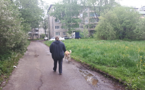В центре мест нет: в Ярославле озвучили адреса площадок для выгула собак