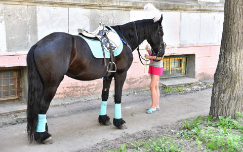 Инфекцию могут подхватить дети: чем опасно катание на лошадях, рассказали ярославцам