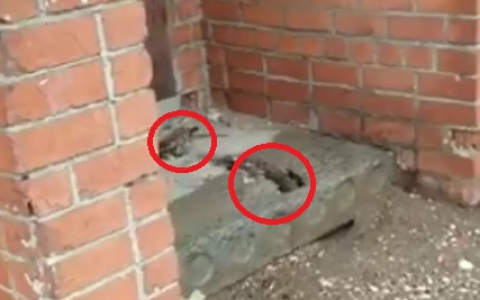 «Какие милые»: крысы шныряют около крупного ТЦ в Ярославле. Видео