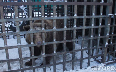 "Мы видели боль в глазах": в России исчезнут котокафе и мини-зоопарки