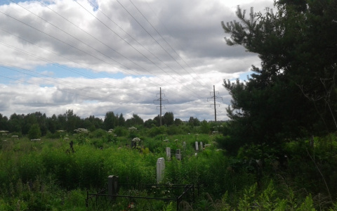 "Страдают после смерти": опасное растение оккупировало могилы ярославцев