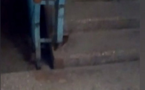 Крысы в стенах: директора ярославского управдома оштрафуют из-за нашествия грызунов