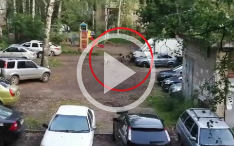 "Это страшно": собачья свора на детской площадке напугала ярославцев