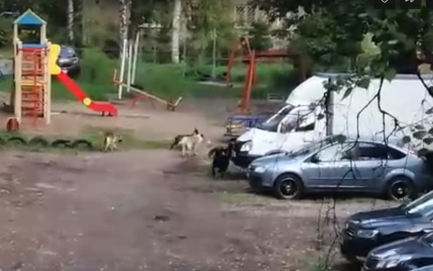 "За задние лапы и бросили в машину": на глазах у детей отстреляли собак в Ростове