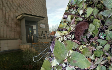 "Бежал табун крыс": грызуны атаковали Московский проспект