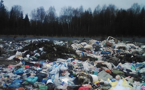 Собираем грибы прямо в мусоре: ярославцы просят власти подключиться к проблеме
