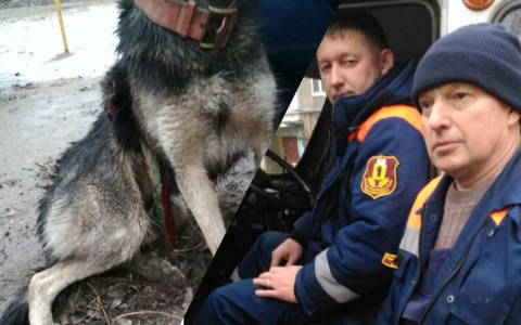 Накрутило на арматуру: история спасения бездомного пса в Ярославской области