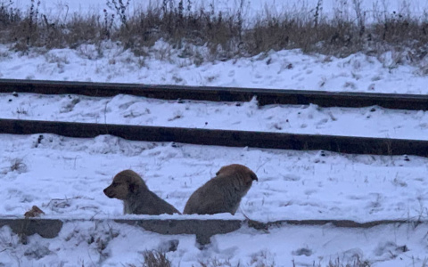 Умирают от холода: ярославна просит спасти замерзающих щенков