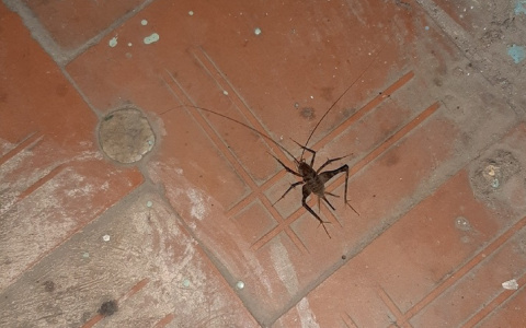 "Личинка Чужого": ярославцы нашли в своем доме страшное насекомое